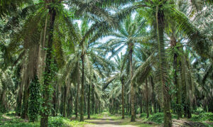 utilizzo olio di palma